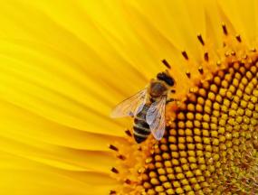 Исчезновение пчел: как это повлияет на наш мир?