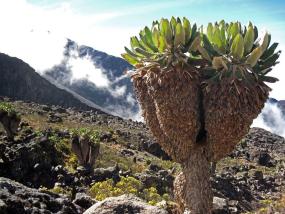 Найдено древнее растение на склонах горы Килиманджаро