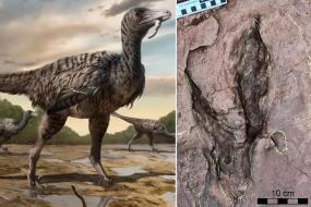  Открыты следы одного из наибольших хищников динозавров