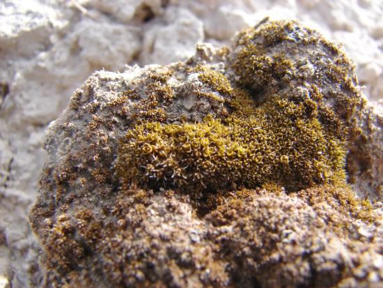 Syntrichia caninervis.