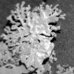 Curiosity обнаружил на Марсе «каменный коралл»