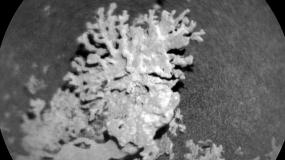  Curiosity обнаружил на Марсе «каменный коралл»