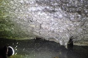  Гигантская паутина обнаружена в серной пещере на границе Греции и Албании