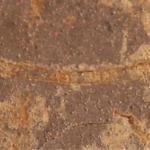 Машинное обучение раскрывает древнейшие следы фотосинтеза