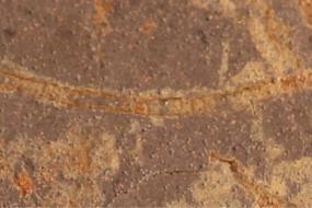 Машинное обучение раскрывает древнейшие следы фотосинтеза