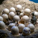 Цветные яйца динозавров: древний камуфляж мезозойской эры