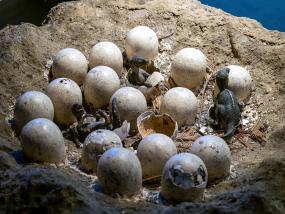  Цветные яйца динозавров: древний камуфляж мезозойской эры