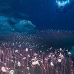 Глубоководные существа — земной прообраз инопланетной жизни