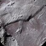 Древнейшая кожа рептилий возрастом 299 миллионов лет найдена в Германии