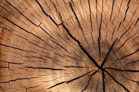Две мощнейшие вспышки на Солнце были обнаружены благодаря древесным кольцам