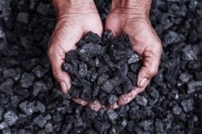 Ученые впервые объяснили механизм образования каменного угля