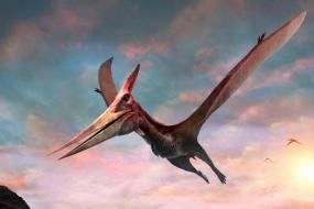 7-метровый монстр летал над Австралией 105 миллионов лет назад