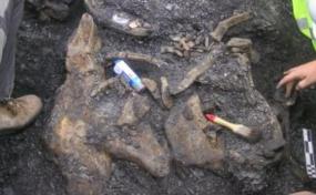 Окаменелые останки динозавров нашли в Арктике