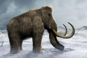 Ученые определили куда пропали мамонты из Сибири