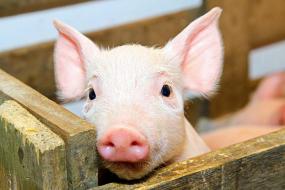 Ученые расшифровали хрюканье свиней с точностью 92%