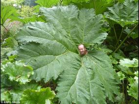 Огромные растения в Великобритании