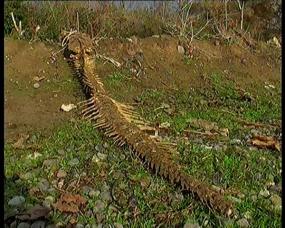 Скелет неизвестного животного, 10 декабря 2012, Имишли, Азербайджан