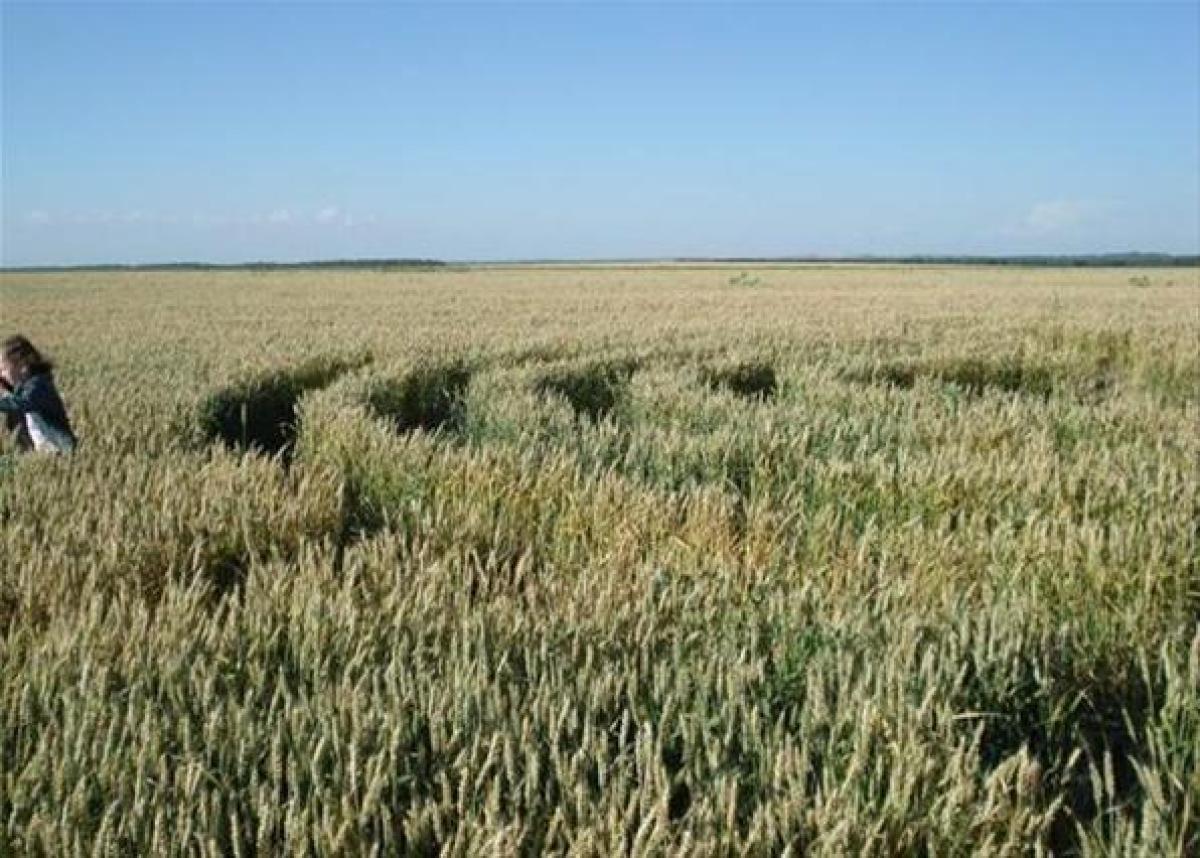 6 поле это. Поле из коробкилохкие.