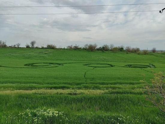 Круг на поле в Краснодарском крае