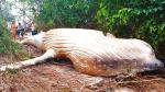 Найден кит в лесах Бразилии